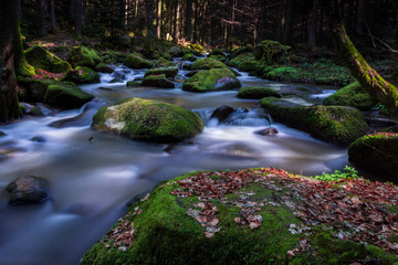 Fototapeta premium Otterbachtal-1 Wildbach im Bayerischen Wald