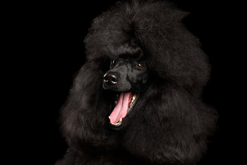 Close-up Portrait of Royal Poodle Dog Amazement Isolated on Black Background