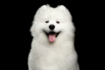 Papier Peint photo Lavable Chien Portrait of Happy Samoyed Dog isolated on Black background, front view