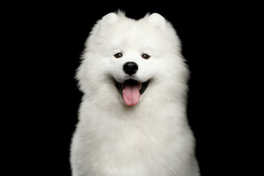 Portrait Of Happy Samoyed Dog Isolated On Black Background, Front View