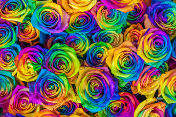Fresh beautiful vibrant multicolor roses flowers for floral background. Rainbow colored unique and...