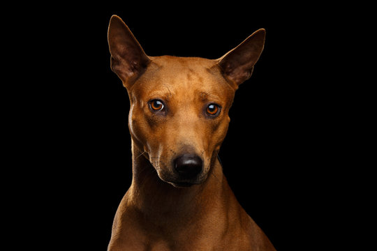 Portrait of Offended Thai Ridgeback Dog Isolated on Black Background