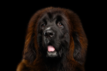Portrait of Red Tibetan Mastiff on Isolated Black Background, most expensive dog