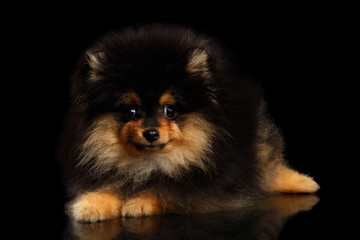 Groomed miniature Pomeranian Spitz puppy Lying on black isolated background, front view