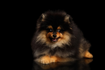 Groomed miniature Pomeranian Spitz puppy Lying on black isolated background, front view