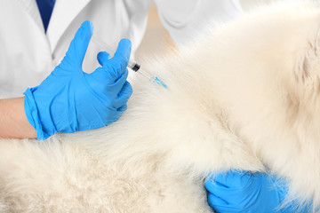 Veterinarian giving injection to dog, closeup