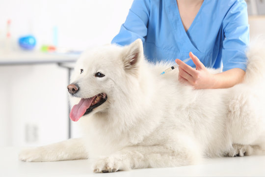 Fototapeta Veterinarian giving injection to dog in clinic