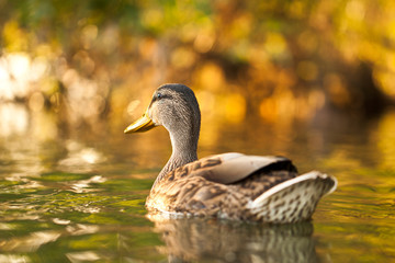 Ente im letzten Abendlicht