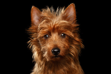 Close-up portrait of cute australian terrier dog looking in camera on isolated black background,...