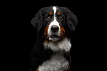 Plaid avec motif Chien Close-up portrait of Bernese Mountain Dog Curious looking in camera on isolated black background