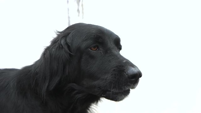A Black dog close up.