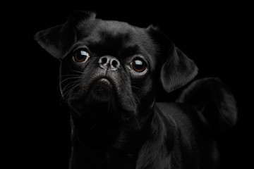 Close-up head of Amazing petit brabanson dog looking with hope on isolated black background, front view