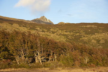 Autumn colour on trees and bushes covering the hillsides in Torres del Paine National Park in Patagonia, Chile.