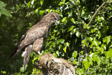 Common Buzzard, Bird of Prey, perched on it's prey on a fence post with a lovely depth of field
