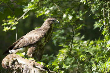 Common Buzzard, Bird of Prey, perched on it's prey on a fence post with a lovely depth of field