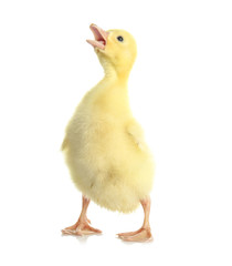 Cute funny gosling on white background