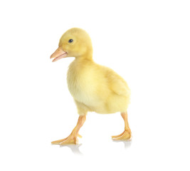 Cute funny duckling on white background