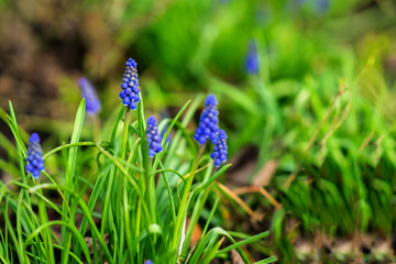 Natural flower background. Beautiful muscari hyacinth blooming on a green lawn in garden or in park close-up, copy space, selective focus. Concept of spring, seasons.