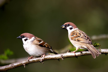Pair of tree sparrows perched on a branch with a lovely clean background