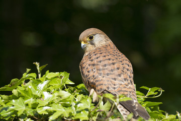 Kestrel, Bird of Prey, sitting on a hedge with a lovely clean background