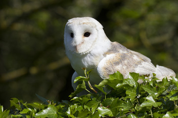 Barn Owl, Bird of prey, sitting on a hedge with a lovely clean background