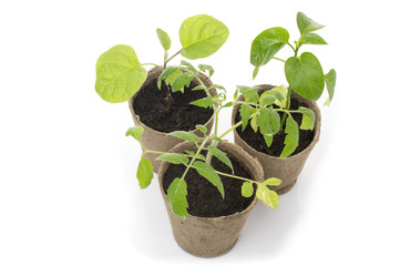 Potted seedlings growing in biodegradable peat moss pots