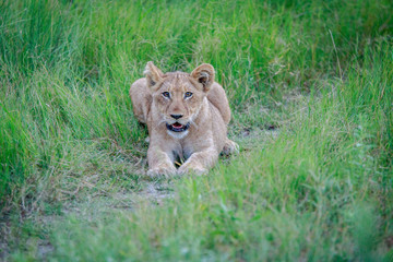 Fototapeta na wymiar Lion cub laying in the grass.