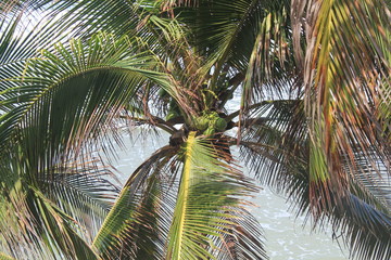 Obraz premium Palmera. Arboletes, Antioquia, Colombia. 