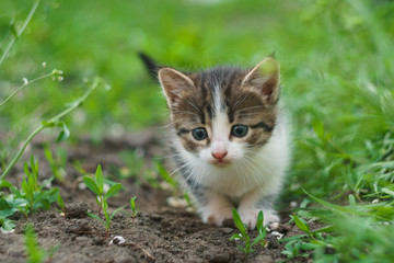 walking small kitty