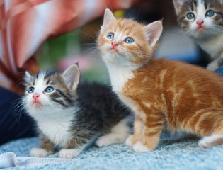 Fototapeta na wymiar young small Kittens looking up