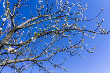 Fototapeta na wymiar Blossoming cherry tree on the blue sky.