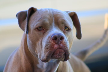 American Pitbull