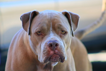 Obraz premium American Pitbull