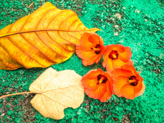 flowers and leaves on green background