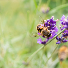 Buckfast Biene sammelt Pollen auf einem Lavendelzweig