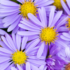 Herbstastern