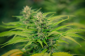 Cannabis Gorilla Grow