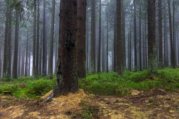 The old and autumn forest in Harz, Germany