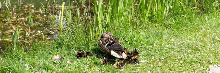 Entenfamilie entspannt auf einer Wiese