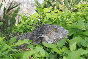 Iguana, Zoológico Santa Fe. Medellín, Antioquia, Colombia. 