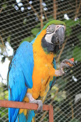 Guacamaya azul y amarilla, Zoológico Santa Fe. Medellín, Antioquia, Colombia. 