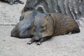 Tatabra, Zoológico Santa Fe. Medellín, Antioquia, Colombia.