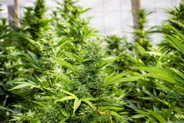 Cannabis Gorilla Grow