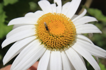 Chiribita, margarita común, pascueta o vellorita (Bellis perennis). Ebéjico, Antioquia, Colombia. 