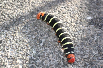 Oruga (Pseudosphinx tetrio). Medellín, Antioquia, Colombia. 