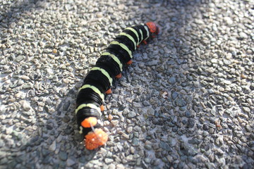 Oruga (Pseudosphinx tetrio). Medellín, Antioquia, Colombia. 