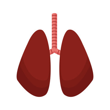 lung human anatomical health image vector illustration