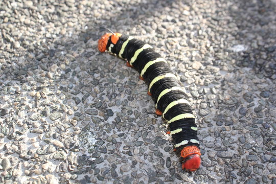 Oruga&nbsp;(Pseudosphinx tetrio). Medell&iacute;n, Antioquia, Colombia. 