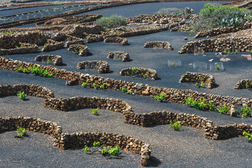 famous vineyards of La Geria on volcanic soil, Lanzarote Island, Spain