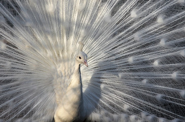 Naklejka premium White leucistic Indian peacock (Pavo cristatus) with tail feathers on display
